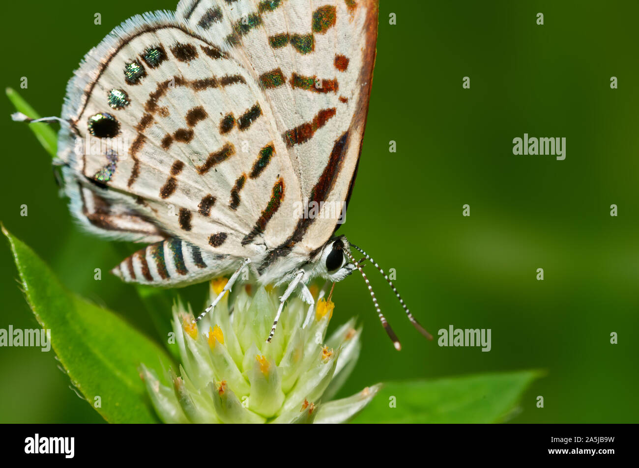 Petit papillon sur fond vert avec des fleurs Banque D'Images