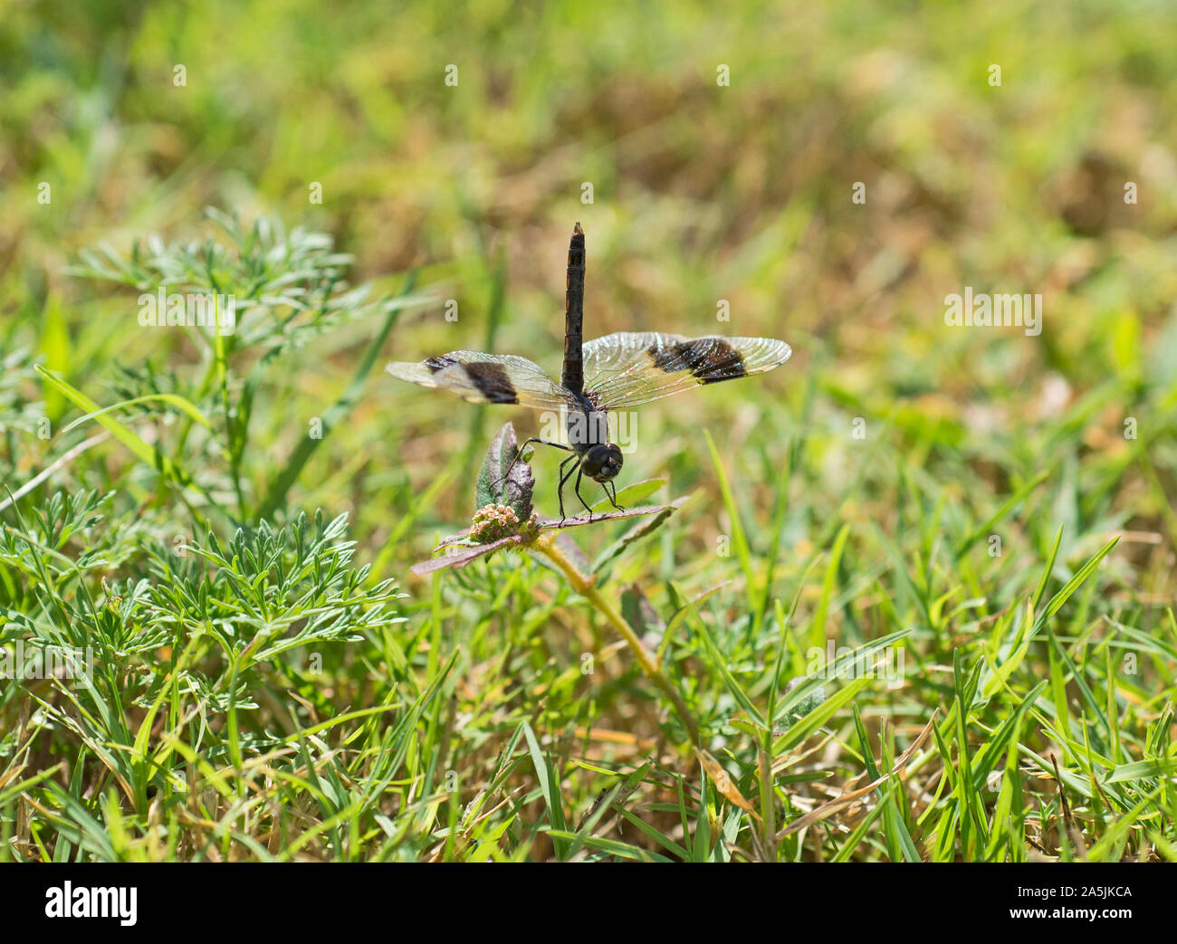 Macro closeup détail de Band-winged Dragonlet erythrodiplax umbrata libellule sur l'herbe en prairie champ Banque D'Images