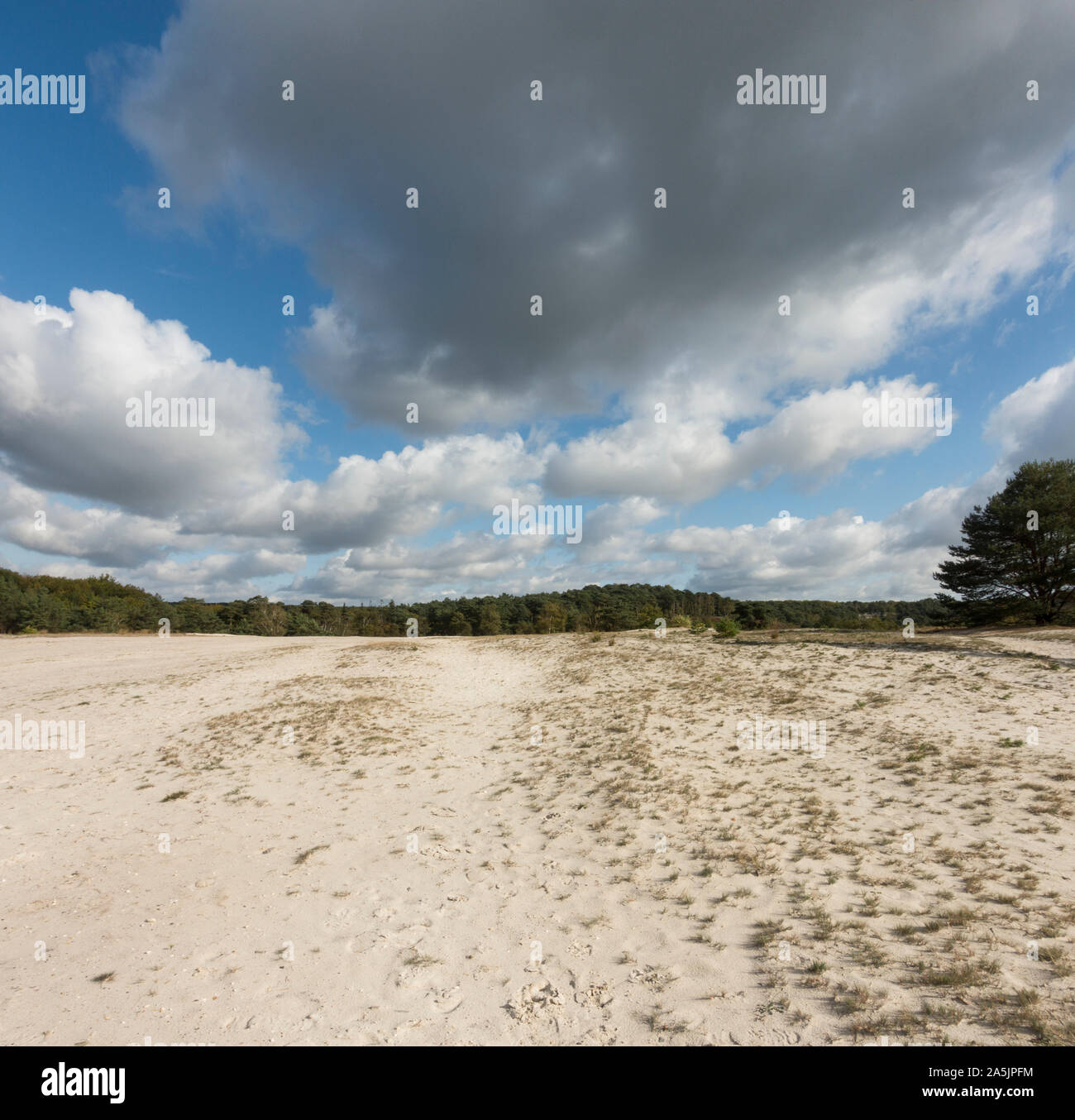 Lande de bruyère, sable-dérive Mulberry Cottage, réserve naturelle, Limbourg, Pays-Bas. Banque D'Images