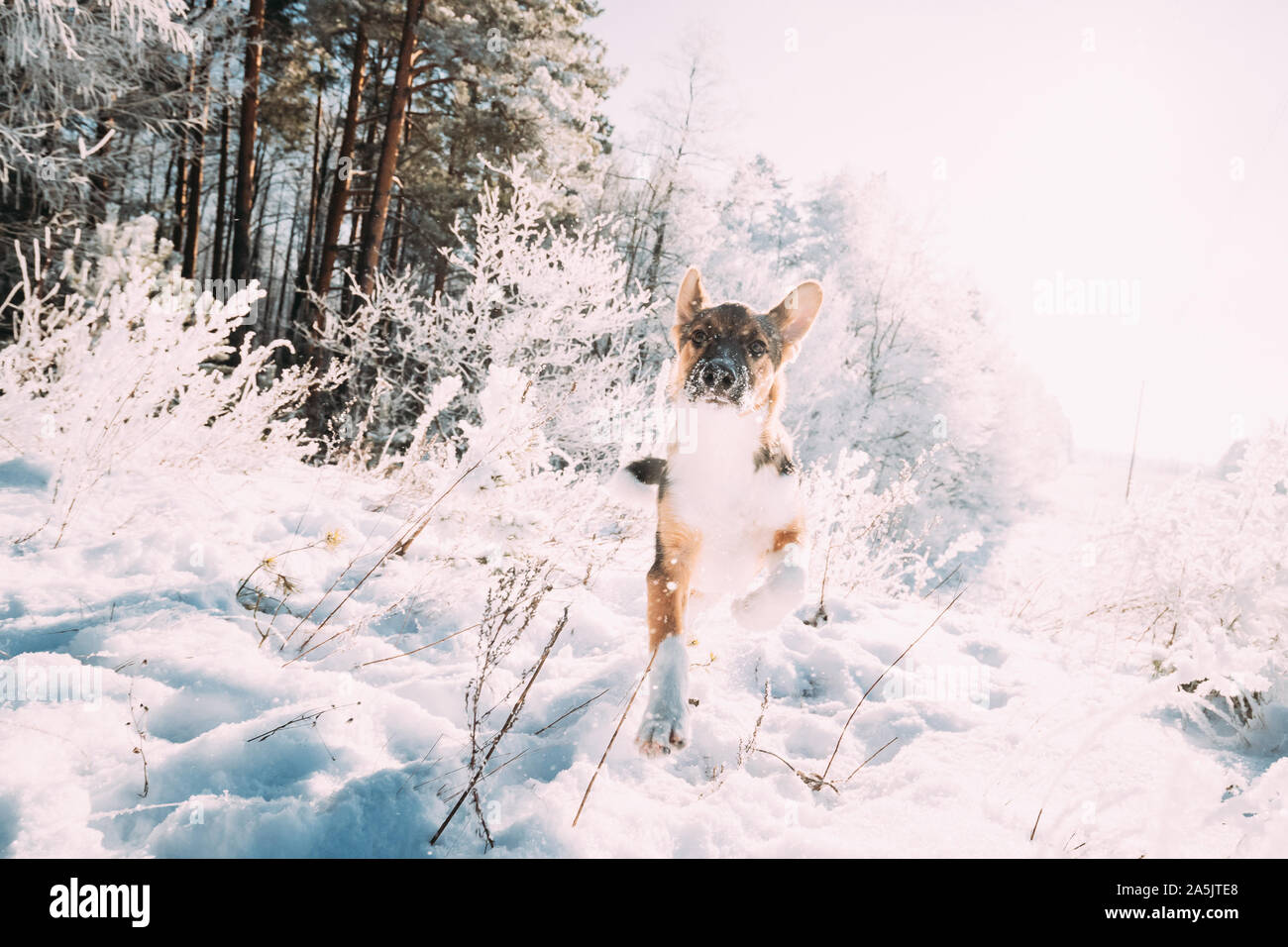 Drôle chiot de race mélangée chien jouant dans la forêt enneigée en hiver 24. Banque D'Images