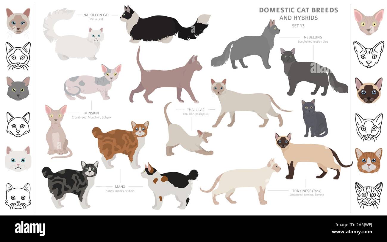 Les races de chats domestiques et hybrides collection isolated on white. Style plat. Autre couleur et pays d'origine. Vector illustration Illustration de Vecteur