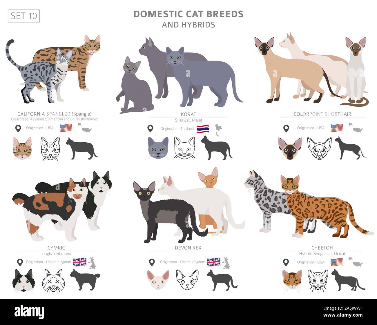 Les races de chats domestiques et hybrides collection isolated on white. Style plat. Autre couleur et pays d'origine. Vector illustration Illustration de Vecteur