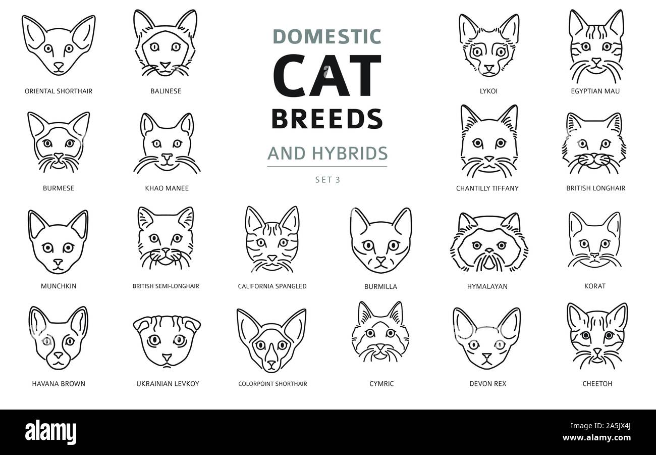 Les races de chats domestiques et hybrides portraits collection linéaire isolé sur blanc. Ligne simple style la tête du chat. Vector illustration Illustration de Vecteur