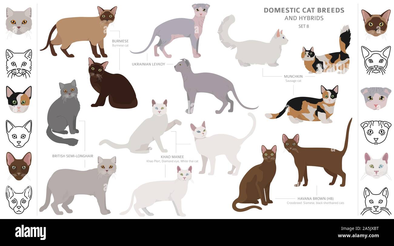 Les races de chats domestiques et hybrides collection isolated on white. Style plat. Autre couleur et pays d'origine. Vector illustration Illustration de Vecteur