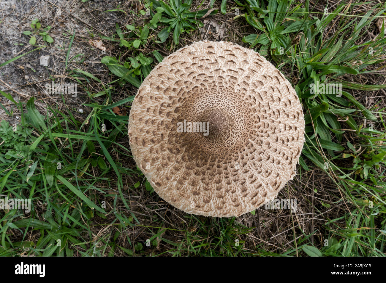 Pré Vert avec parasol, champignons comestibles (Macrolepiota procera), Pays-Bas. Banque D'Images