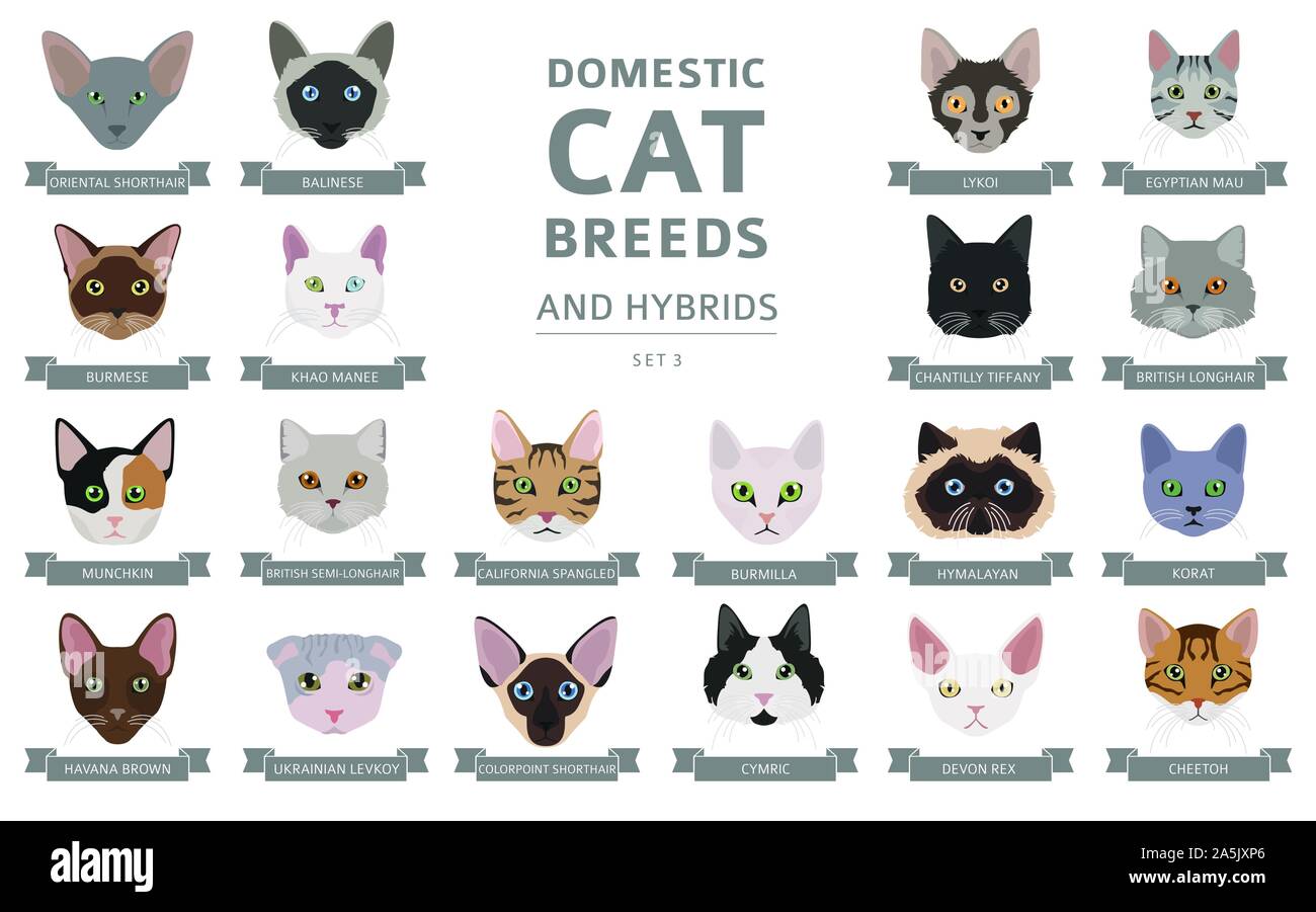 Les races de chats domestiques et hybrides portraits collection isolated on white. Couleur plate style la tête du chat. Vector illustration Illustration de Vecteur