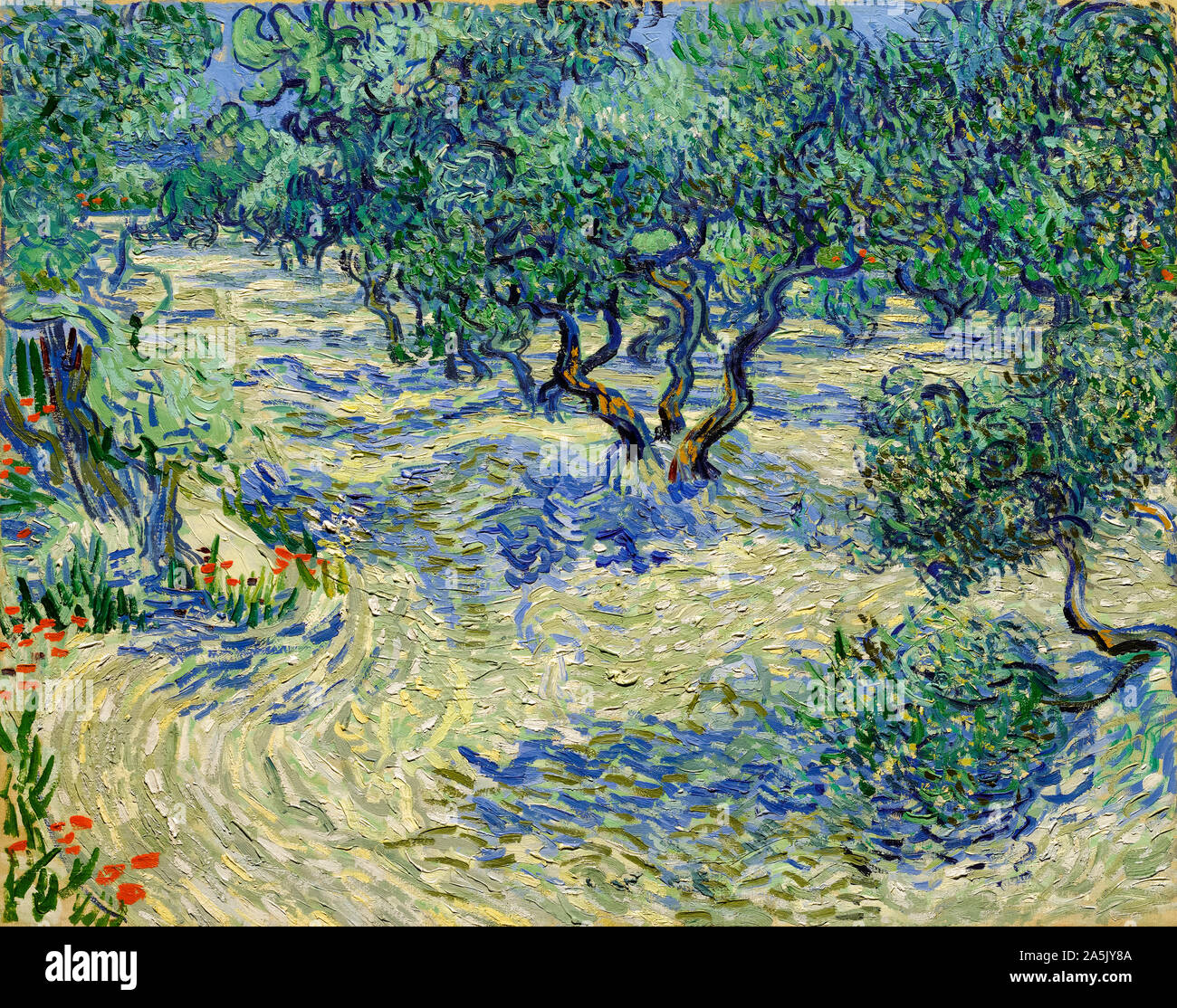 Vincent van Gogh, d'oliviers, d'oliviers, la peinture de paysages, 1889 Banque D'Images