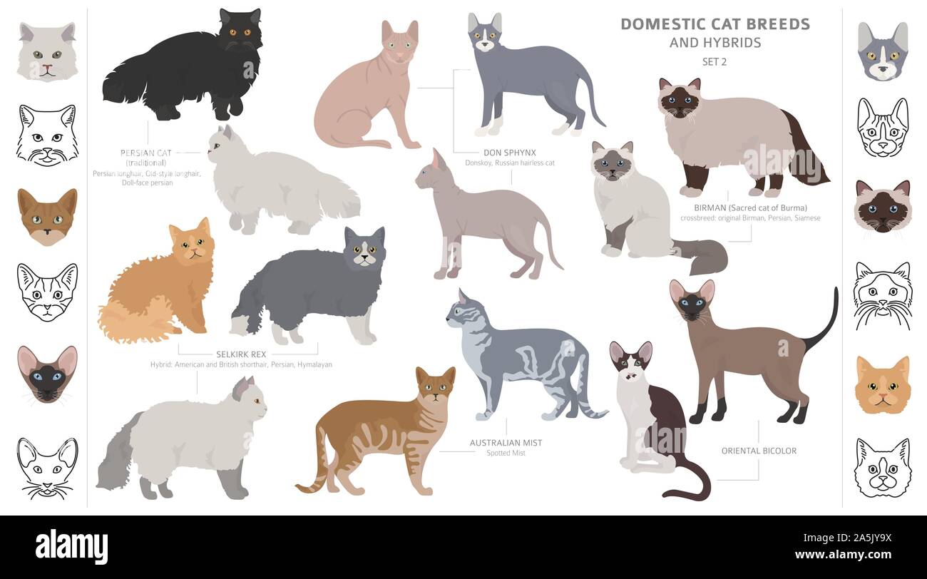 Les races de chats domestiques et hybrides collection isolated on white. Style plat. Autre couleur et pays d'origine. Vector illustration Illustration de Vecteur