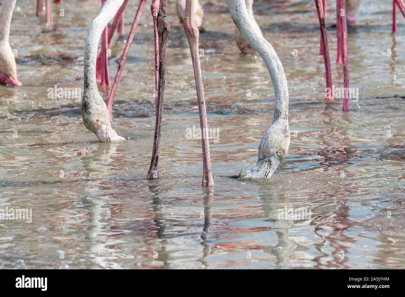 Les plus grands Flamingos manger dans une zone humide Banque D'Images