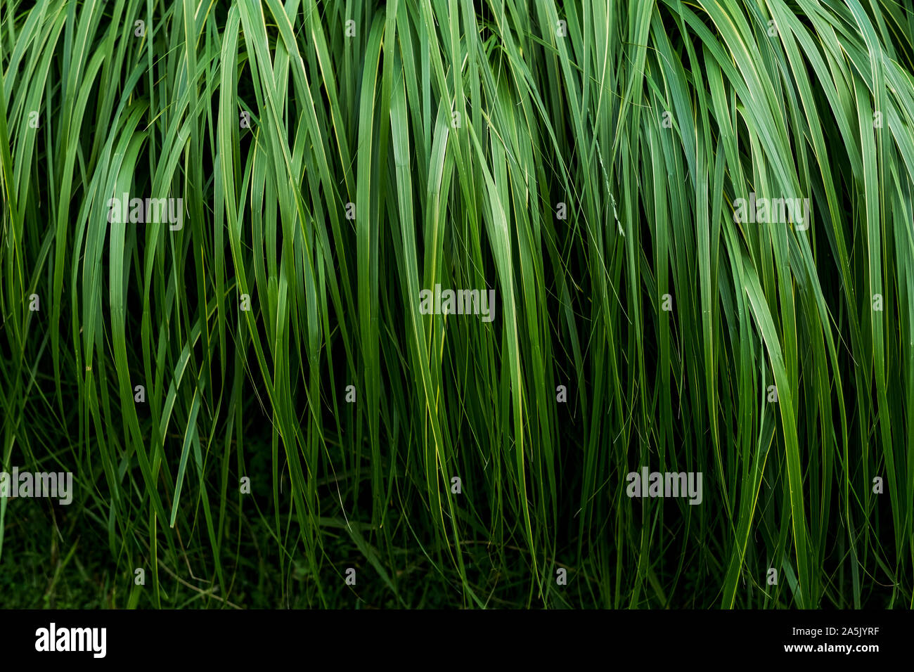 Close up of lush Green grass blades. Banque D'Images