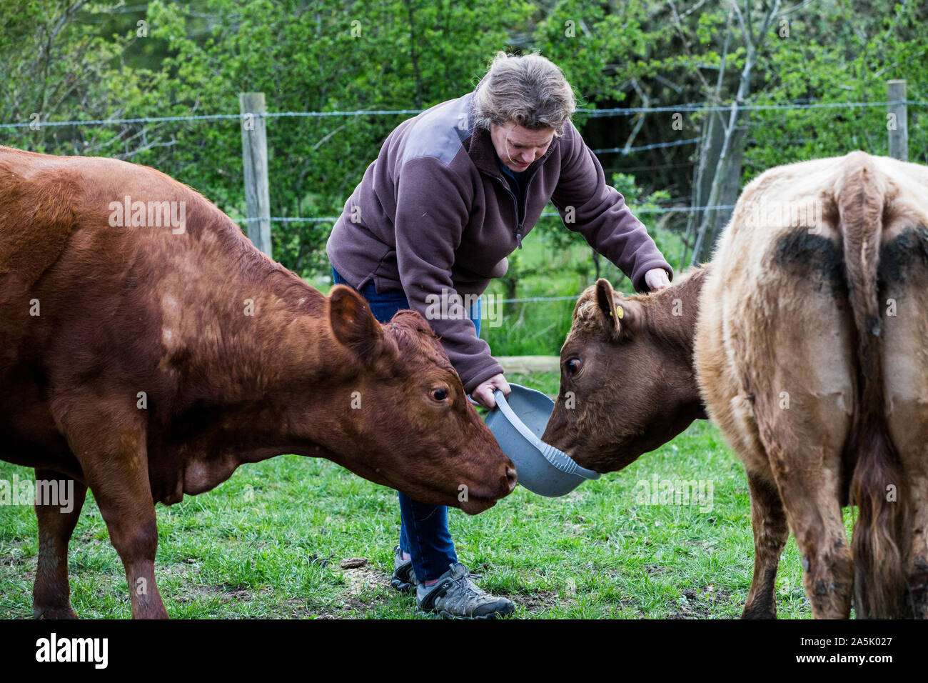 Woman feeding deux vaches brunes sur une ferme. Banque D'Images Woman feeding deux vaches brunes sur une ferme. Banque D'Images