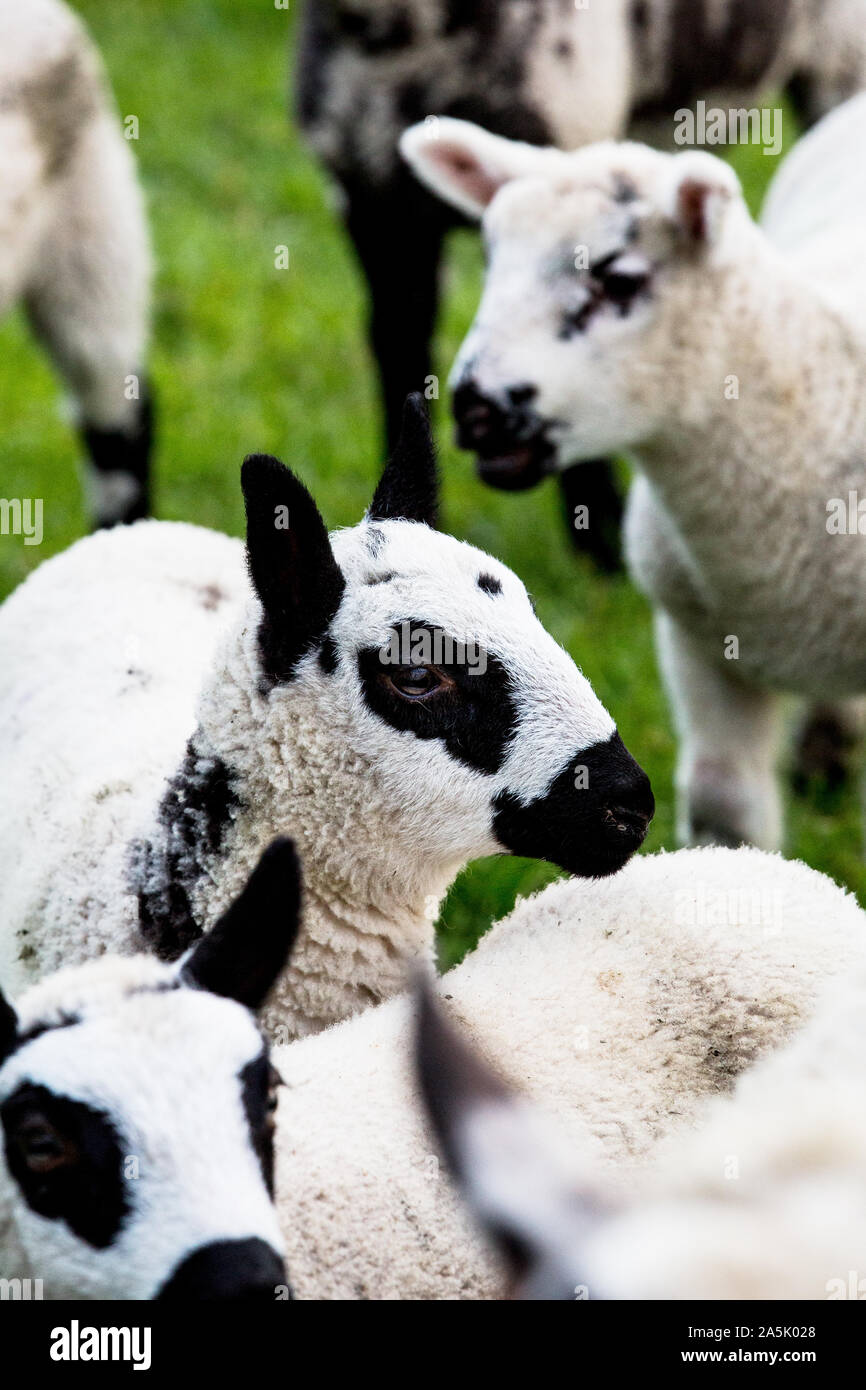 Petit troupeau de moutons Kerry Hill sur une ferme. Banque D'Images