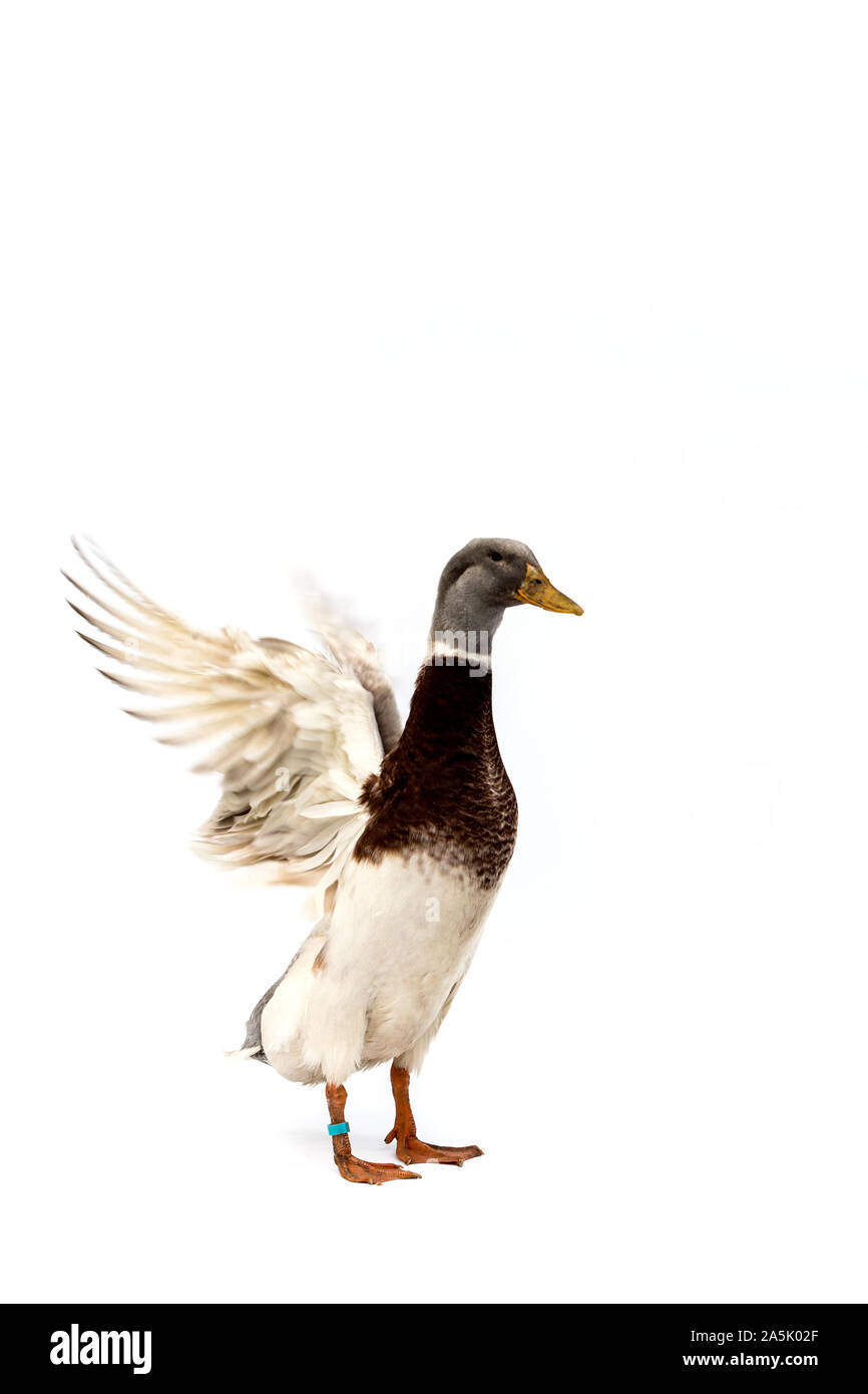 Sur toute la longueur du canard blanc et brun avec tête gris sur fond blanc. Banque D'Images