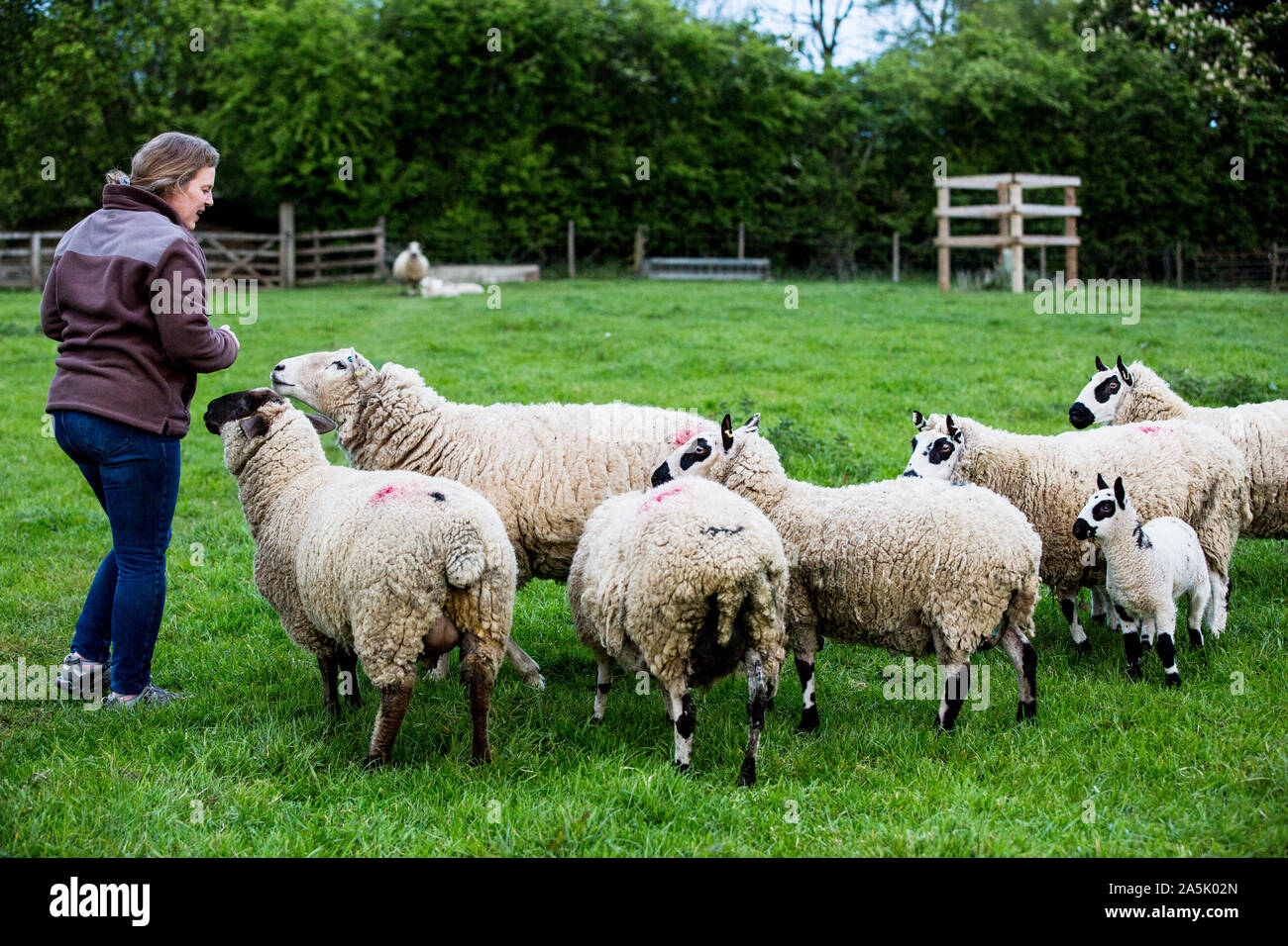 Woman feeding Kerry Hill sur une ferme de moutons pâturage. Banque D'Images