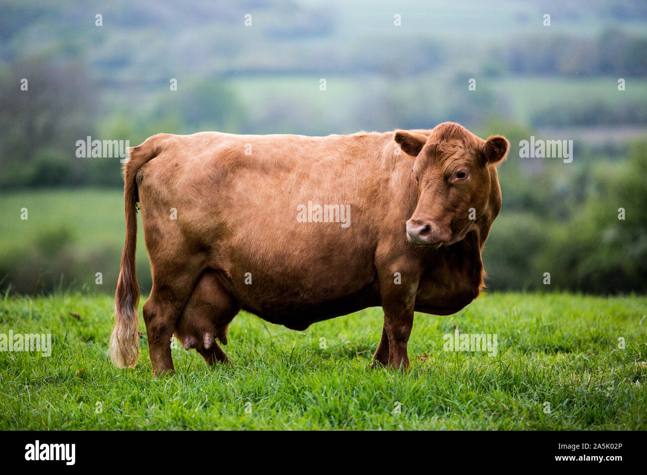 Brown cow standing dans une ferme de pâturages. Banque D'Images