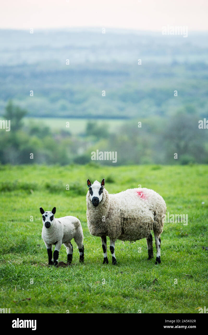 Kerry Hill mouton et agneau sur un pâturage sur une ferme. Banque D'Images