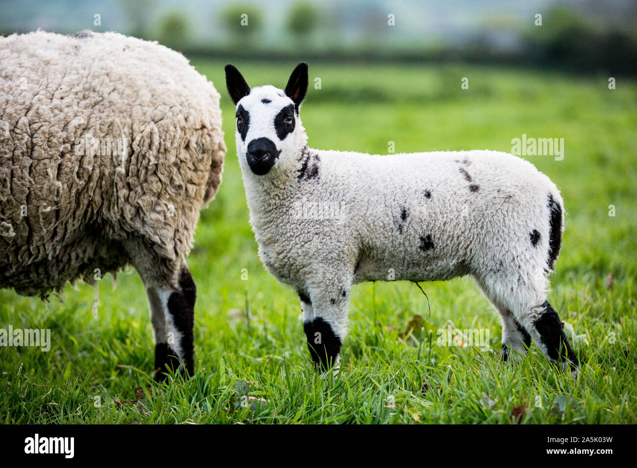Kerry Hill mouton et agneau sur un pâturage sur une ferme. Banque D'Images