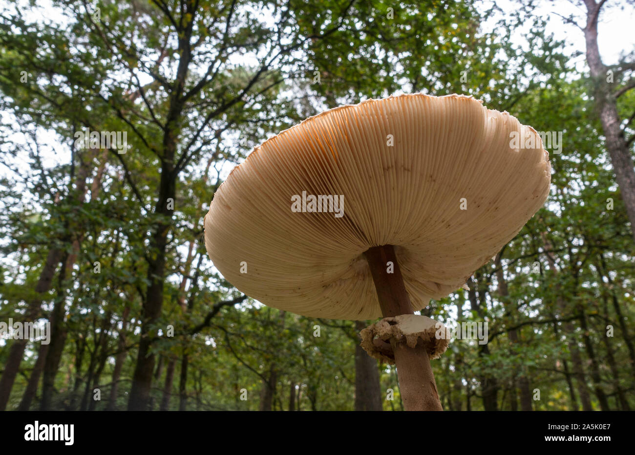 Sous un parasol comestible, (Macrolepiota procera), pays-Bas. Banque D'Images