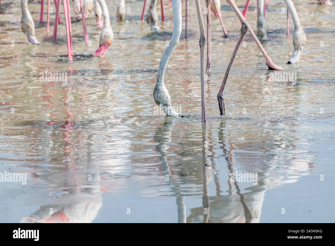 Les plus grands Flamingos manger dans les zones humides, Banque D'Images