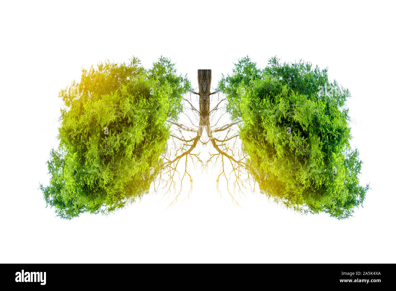 L'arbre vert en forme de poumon-images, des concepts médicaux, l'autopsie, affichage 3D et les animaux comme un élément Banque D'Images