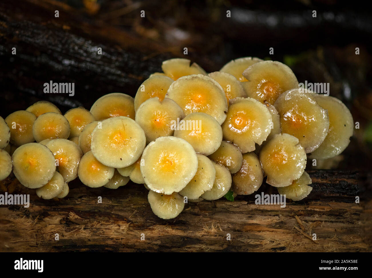 Champignon comestible Banque de photographies et d’images à haute résolution Alamy