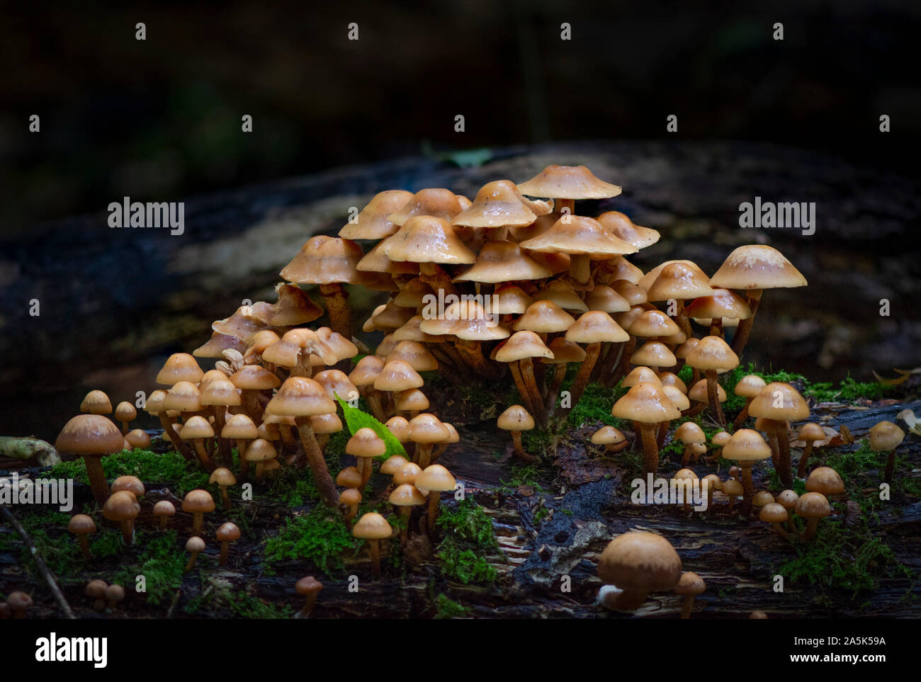 Champignon comestible Banque de photographies et d’images à haute résolution Alamy