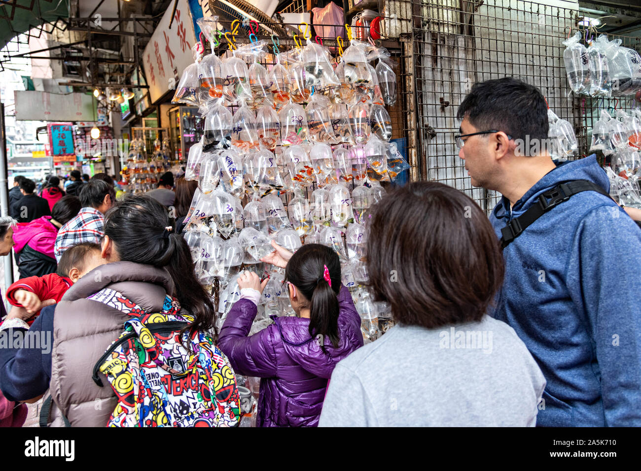 Les gens magasinent pour poisson rouge sur l'affichage à l'Tung Choi Street North, mieux connu sous le nom de Marché de poissons rouges dans le district de Mong Kok, Kowloon, Hong Kong. Traditionnellement chinois croient que les poissons rouges sont un bon Feng shui un bon article qui peut porter chance à une maison. Banque D'Images