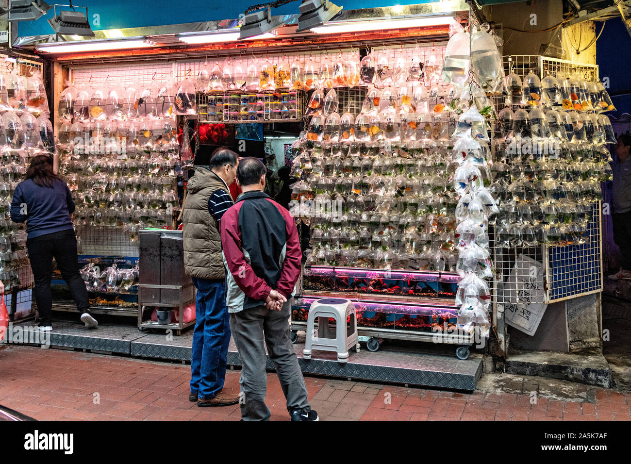 Sacs plastiques à la poisson rouge sur l'affichage à l'Tung Choi Street North, mieux connu sous le nom de Marché de poissons rouges dans le district de Mong Kok, Kowloon, Hong Kong. Traditionnellement chinois croient que les poissons rouges sont un bon Feng shui un bon article qui peut porter chance à une maison. Banque D'Images