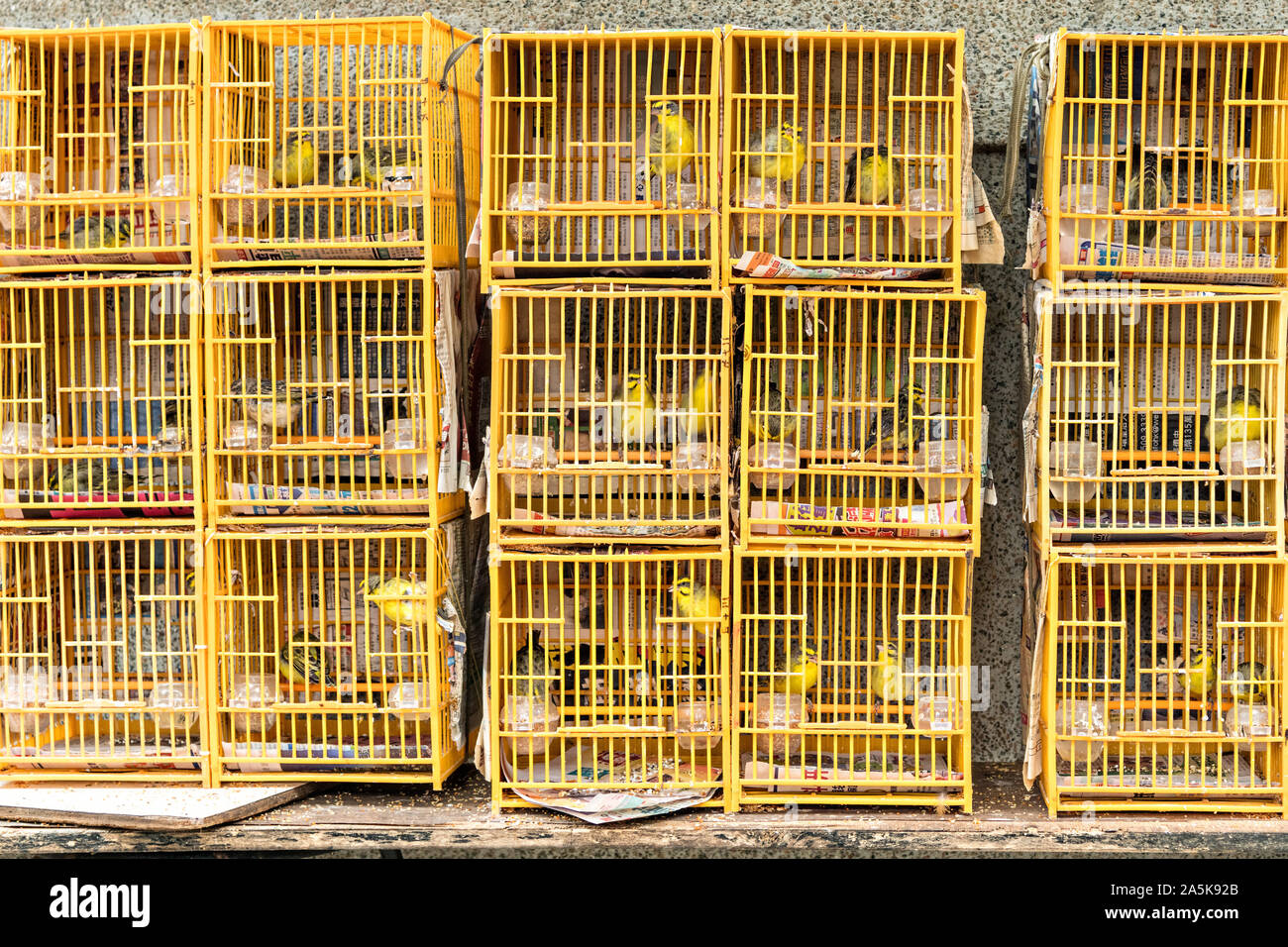 Songbirds In Cages Photos Songbirds In Cages Images Alamy