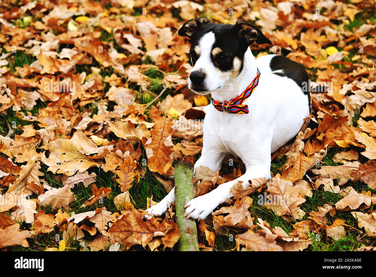 Mignon chien palying dans les feuilles tombées dans le parc en automne. Banque D'Images