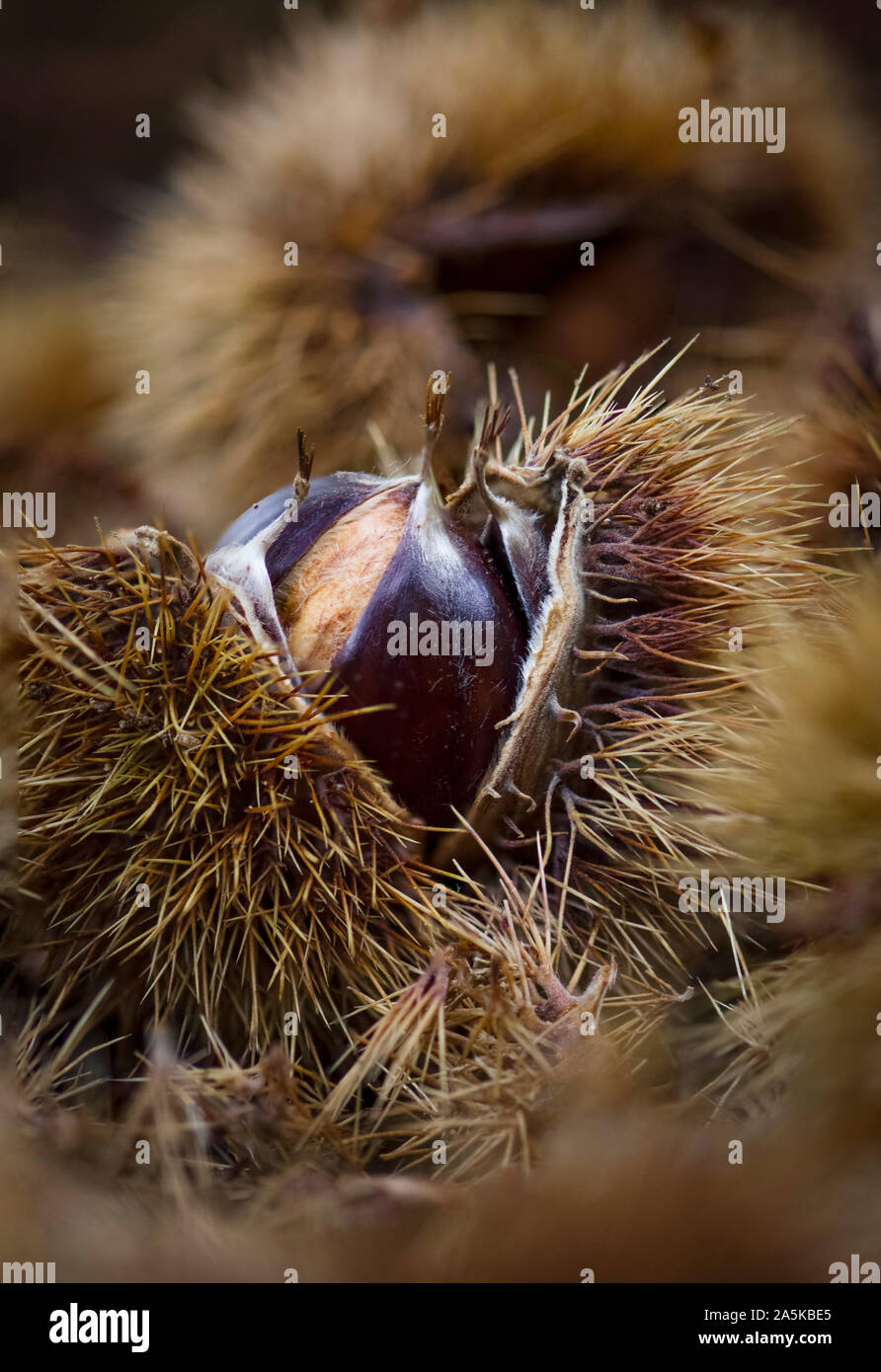 Sweet chestnut coquilles, Close up châtaignes sur sol de la forêt. L'Espagne. Banque D'Images