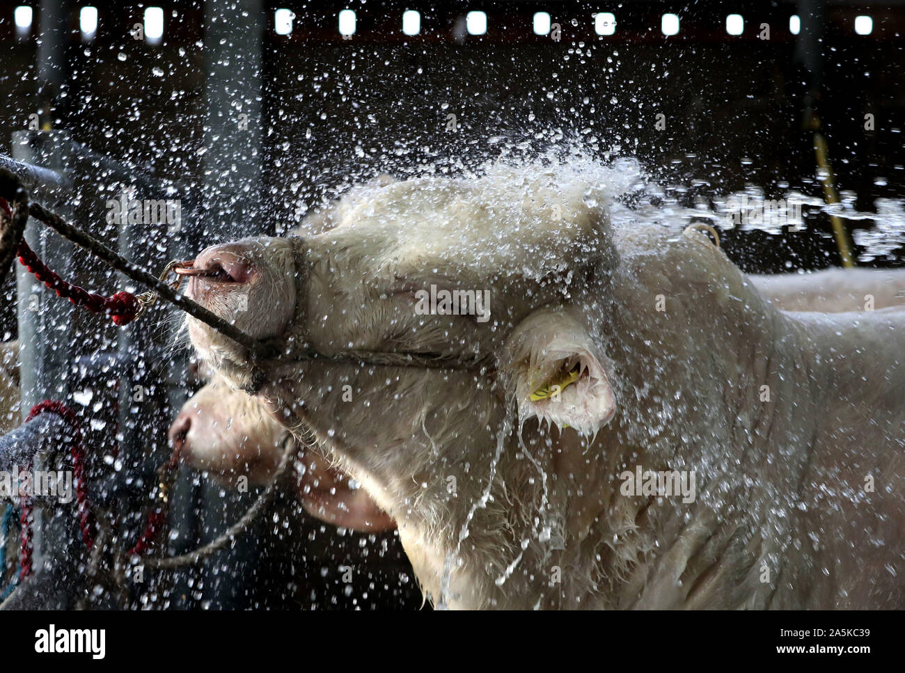 Un taureau Charolais est lavée à la vente bull Stirling Stirling au centre agricole. PA Photo. Photo date : lundi 21 octobre, 2019. Voir les animaux histoire PA Les taureaux. Crédit photo doit se lire : Andrew Milligan/PA Wire Banque D'Images