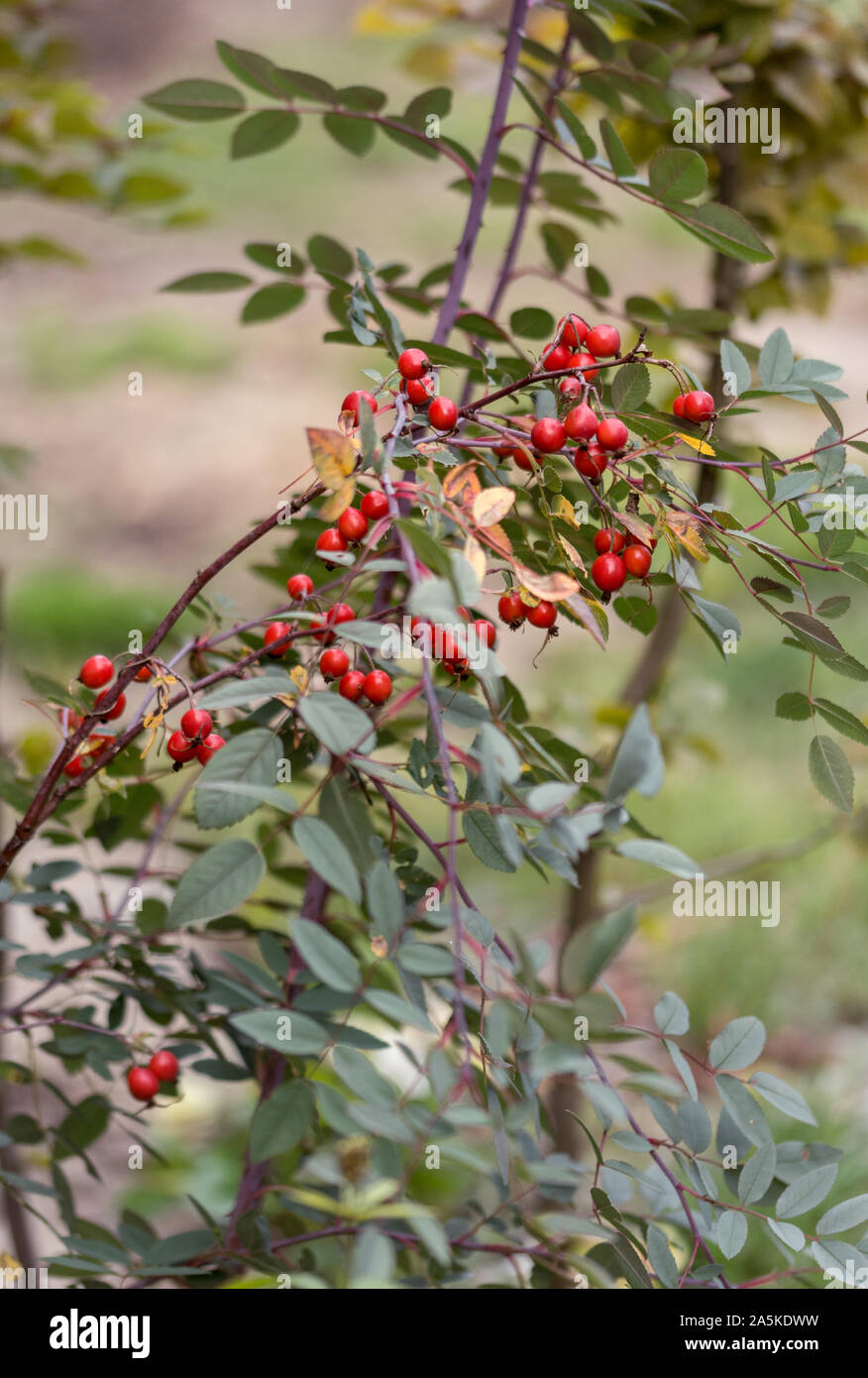 Rosa glauca - cynorrhodons Banque D'Images
