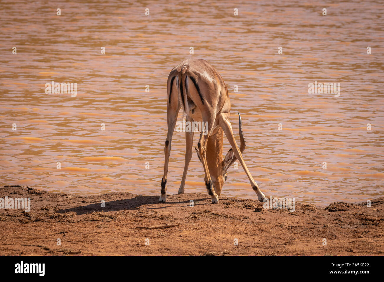 Impala (Aepyceros melampus) boire à un étang, Madikwe Game Reserve, Afrique du Sud. Banque D'Images