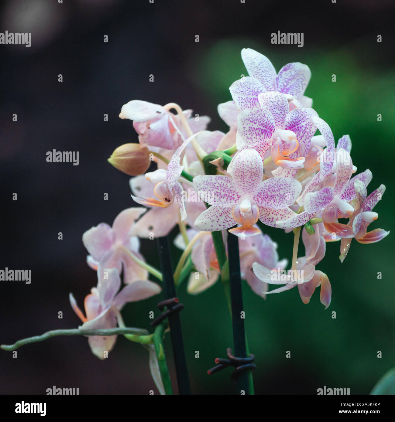 Belle orchidée en fleurs dans la forêt tropicale dans le parc couvert l'Orchideeën Hoeve aux Pays-Bas Banque D'Images