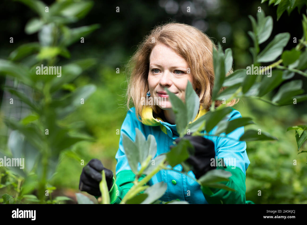 Mid adult woman tending plant dans son jardin Banque D'Images