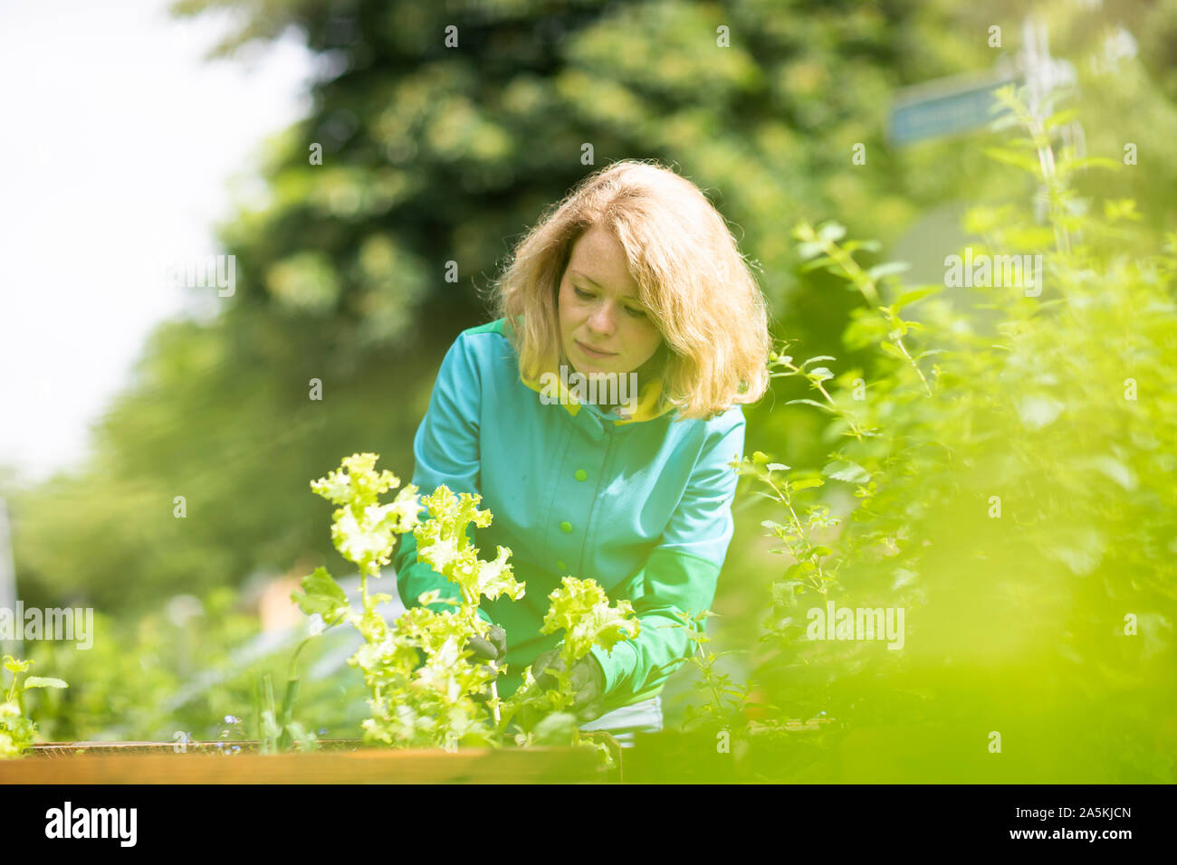 Mid adult woman tending plants dans son jardin Banque D'Images