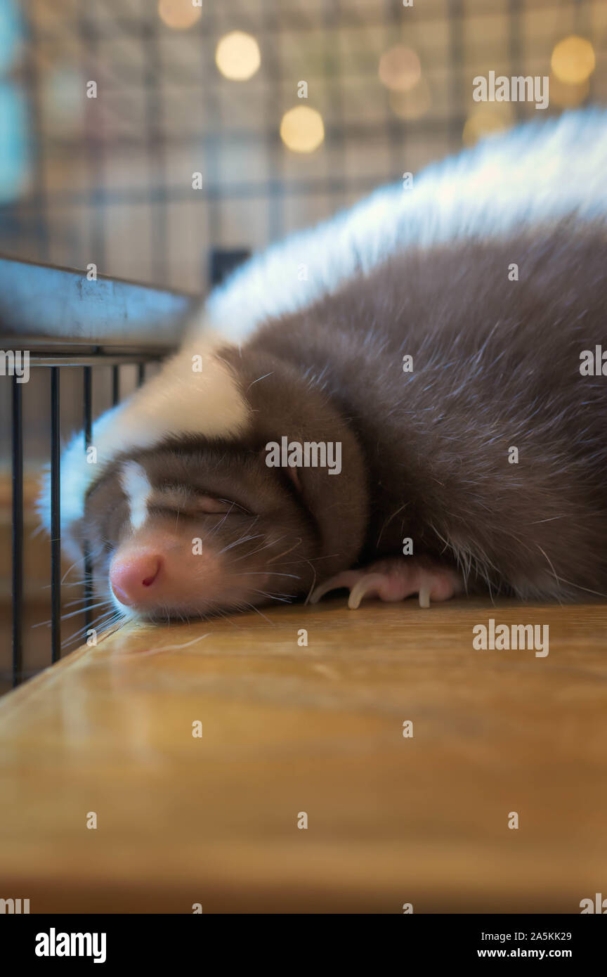 Lovely cute Skunk sleepping Banque D'Images