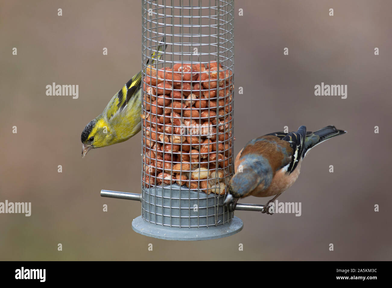 Spinus spinus siskin (européenne) et de la common Chaffinch (Fringilla coelebs) mâles en plumage nuptial de manger les arachides, de jardin mangeoire pour oiseaux Banque D'Images