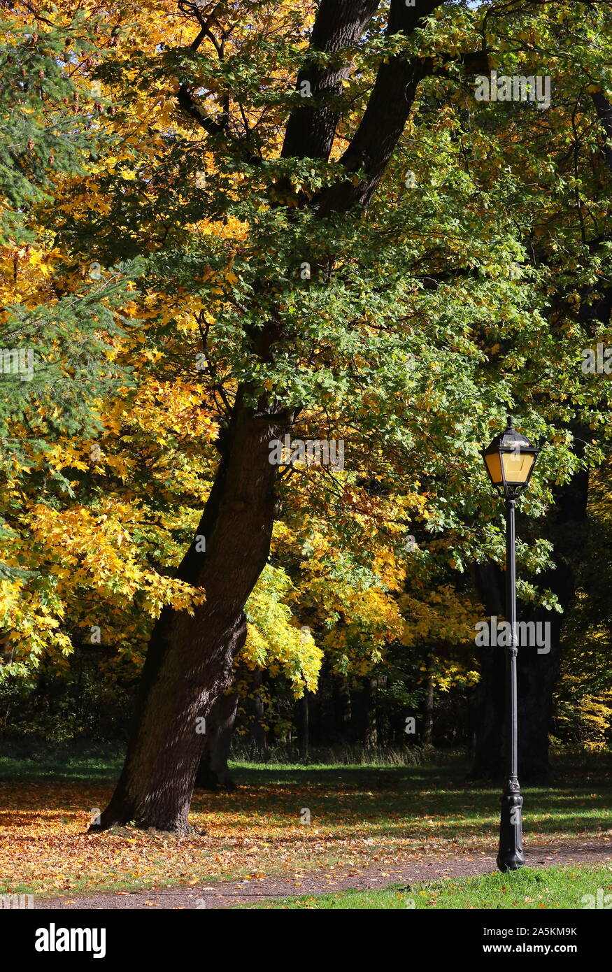 L'automne dans le parc polonais Banque D'Images