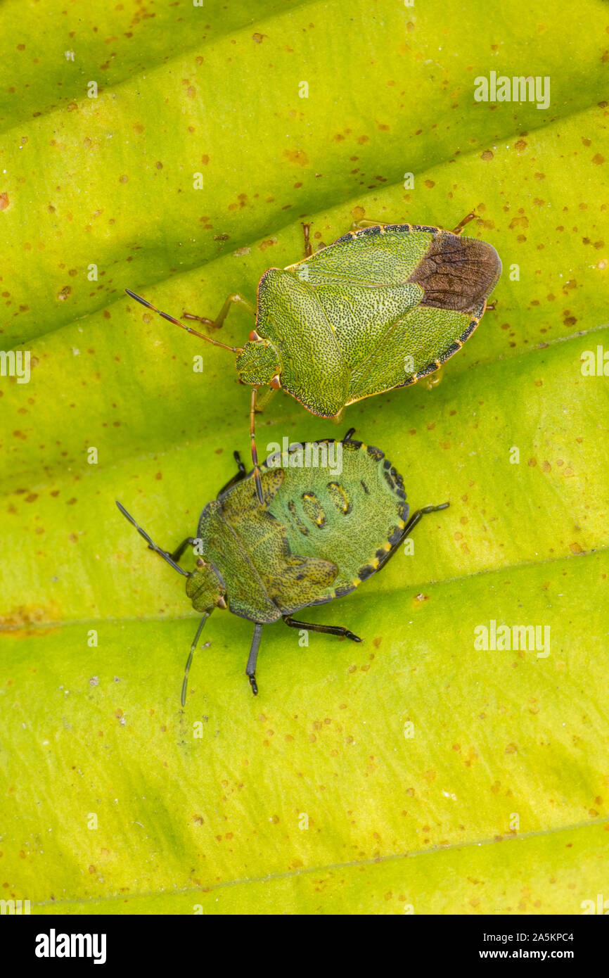 Bug du bouclier vert , Palomena prasina, Irlande du Nord, parc forestier de Castlewellan Banque D'Images