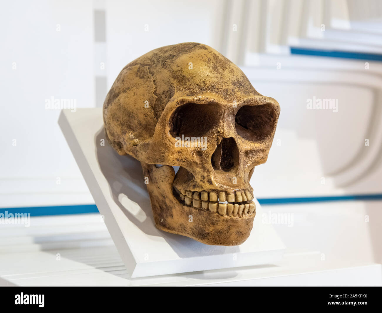 L'Homo Erectus crâne Banque D'Images