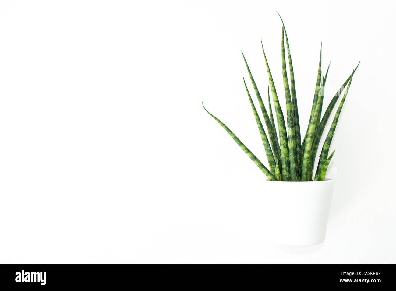 Plante en pot Serpent blanc sur fond blanc. Banque D'Images