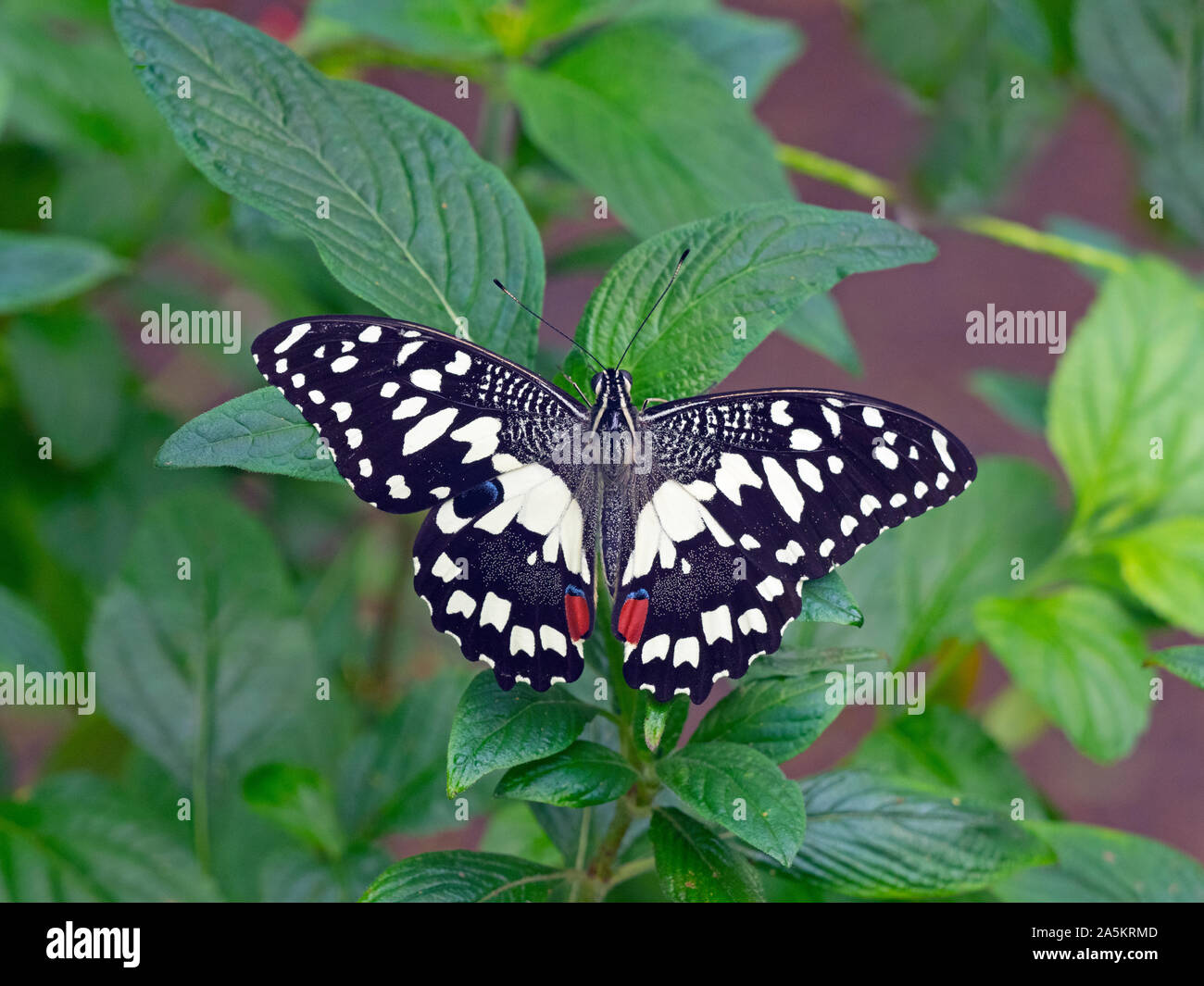 Machaon Papilio demoleus chaux commune Banque D'Images