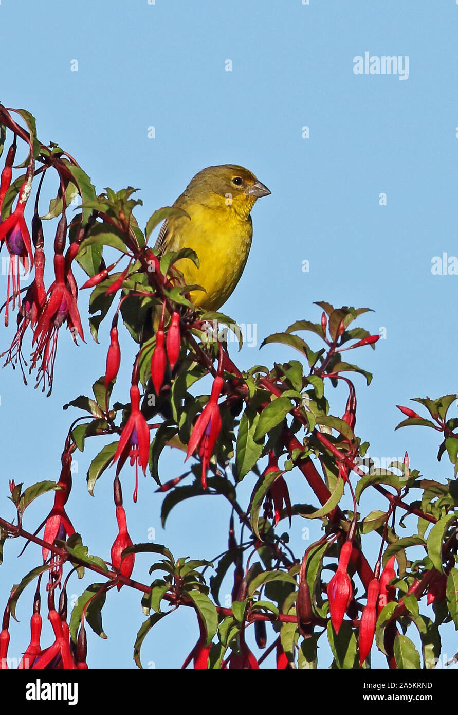 Jaune Prairie-finch (Sicalis lureola luteiventris) mâle adulte, perché sur la floraison bush Puerto Montt, Chili Janvier Banque D'Images