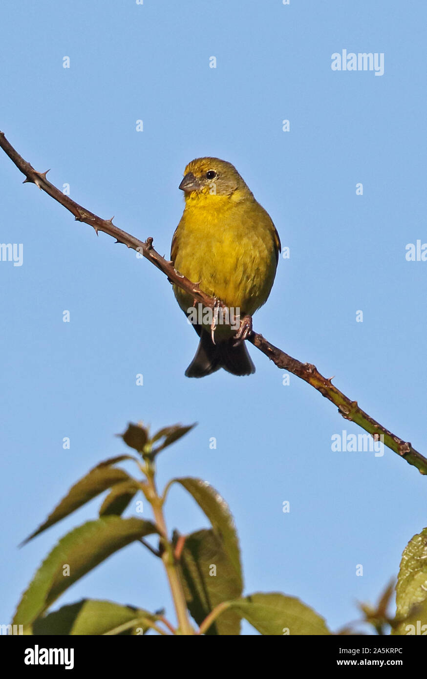 Jaune Prairie-finch (Sicalis lureola luteiventris) mâle adulte, perché sur twig Puerto Montt, Chili Janvier Banque D'Images