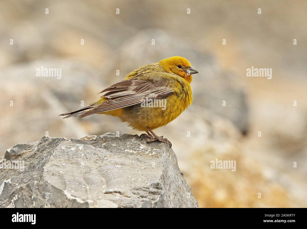 Plus de Yellow-finch (Sicalis auriventris) mâle adulte, perché sur le roc Farellones, Chili Janvier Banque D'Images