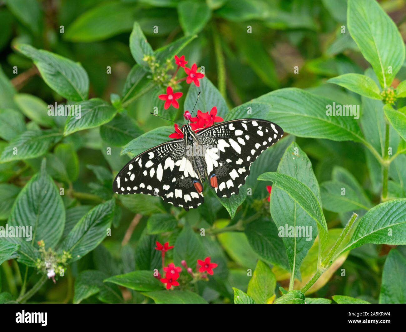 Machaon Papilio demoleus chaux commune Banque D'Images