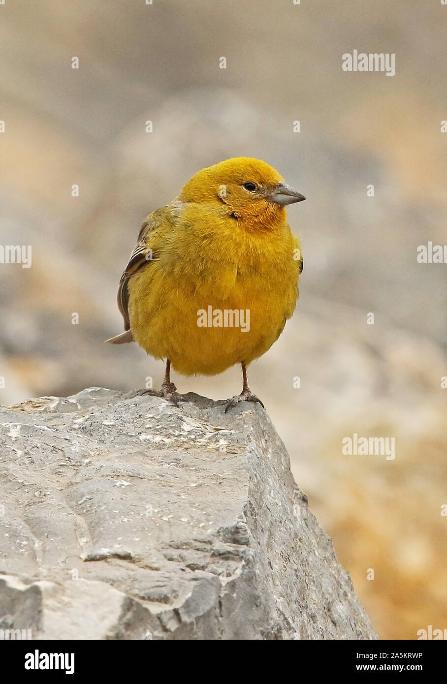 Plus de Yellow-finch (Sicalis auriventris) mâle adulte, perché sur le roc Farellones, Chili Janvier Banque D'Images