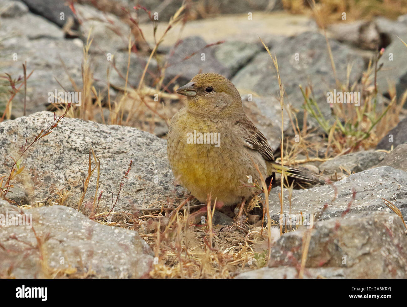 Plus de Yellow-finch (Sicalis auriventris) femelle adulte se nourrit de sol El Yeso valley, Chili Janvier Banque D'Images